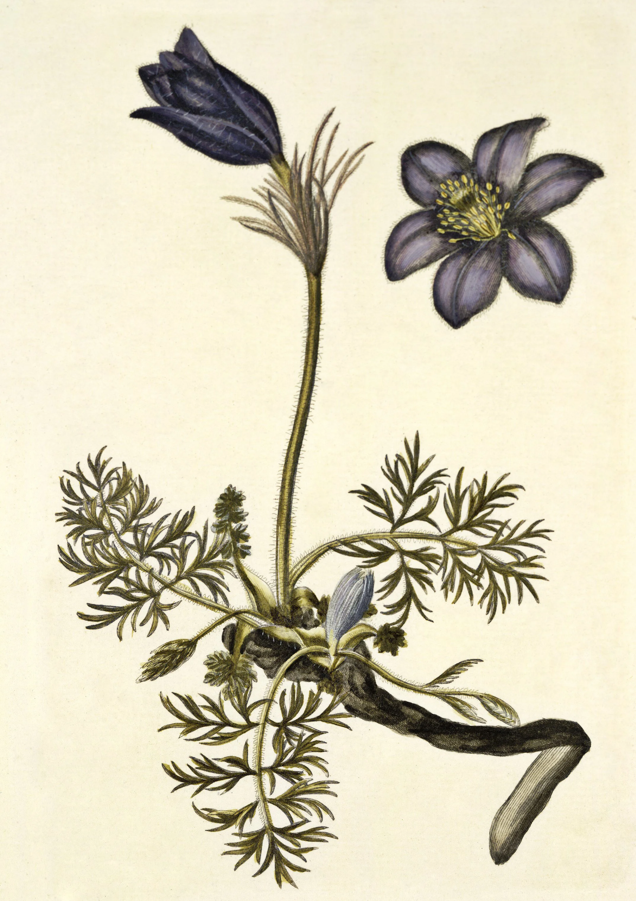 Flora Danica in Full Bloom — Veranda Vikings